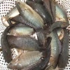 Cá rô sống mới đánh bắt, giá tốt